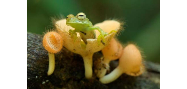 predatori del cosmo