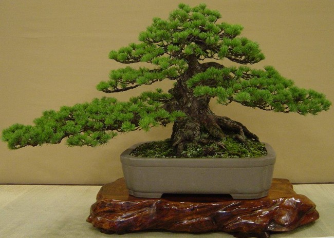 bonsai