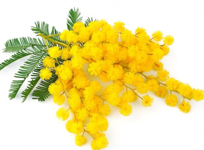 mimosa