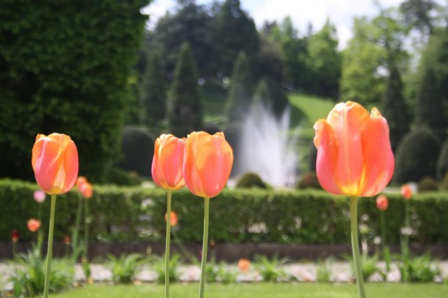 tulipani giardini estensi