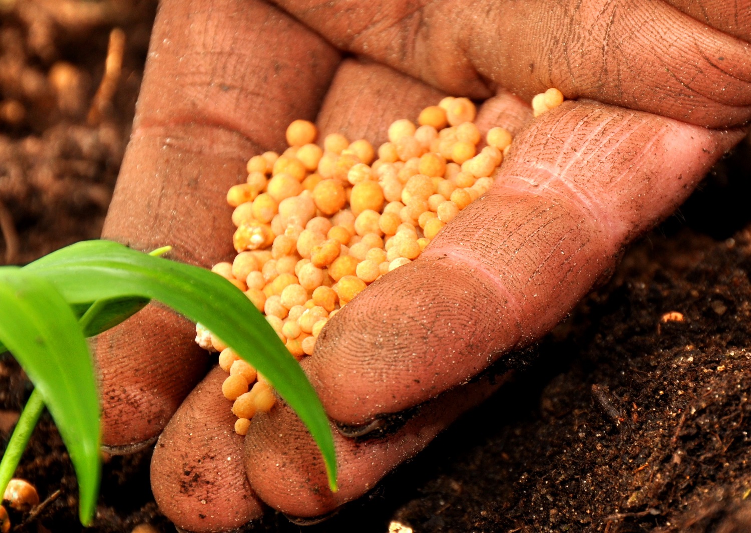 Agricolturaexpo