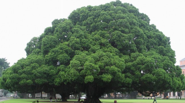 alberi-monumentali_O2