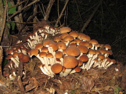 Funghi