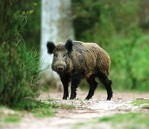 1439541425-1941661059-cinghiale-caccia