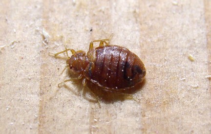 cimice cimici
