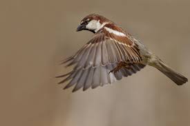 passero