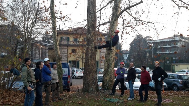 Tree climbing 4