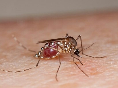 aedes-mosquito-1