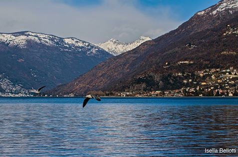 Luino